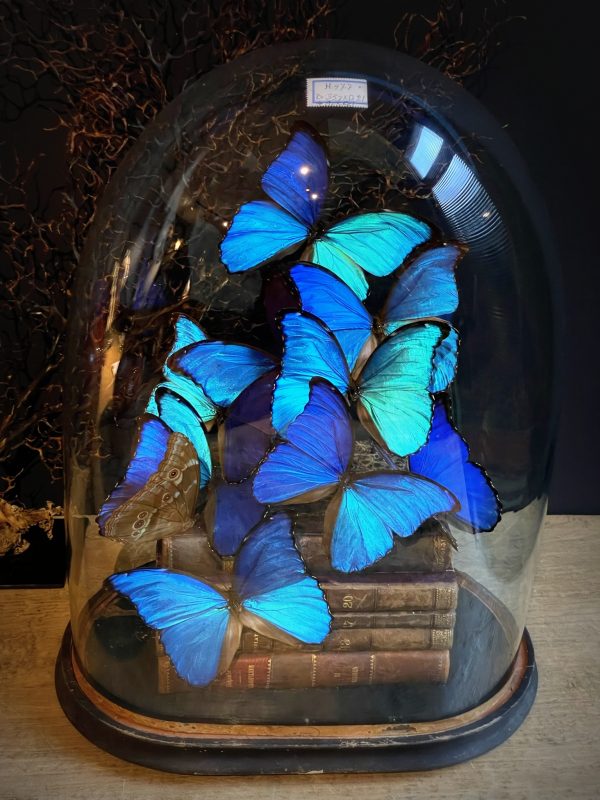 Antieke Stolp met blauwe Morpho's en antieke boeken.