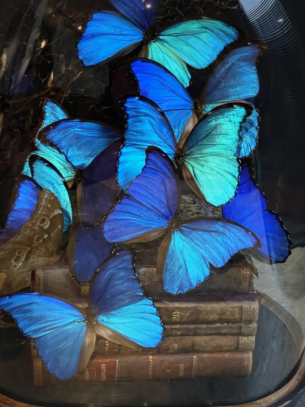 Antieke Stolp met blauwe Morpho's en antieke boeken.