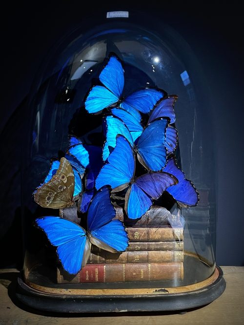 Antieke Stolp met blauwe Morpho's en antieke boeken.