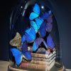 Antieke Stolp met blauwe Morpho's en antieke boeken.