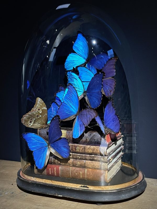 Antieke Stolp met blauwe Morpho's en antieke boeken.