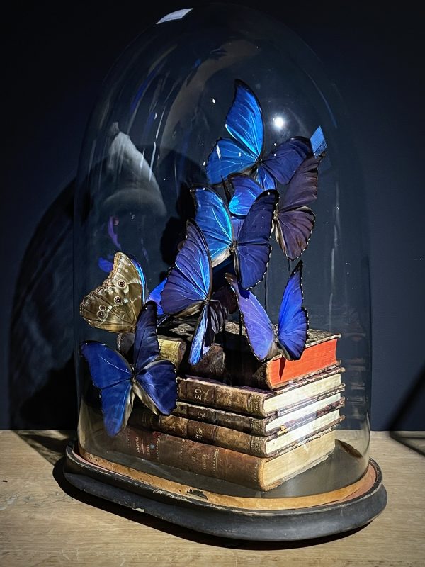 Antieke Stolp met blauwe Morpho's en antieke boeken.