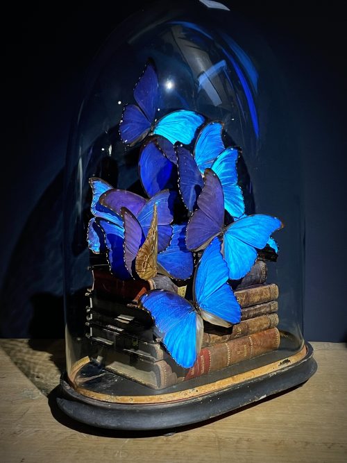 Antieke Stolp met blauwe Morpho's en antieke boeken.