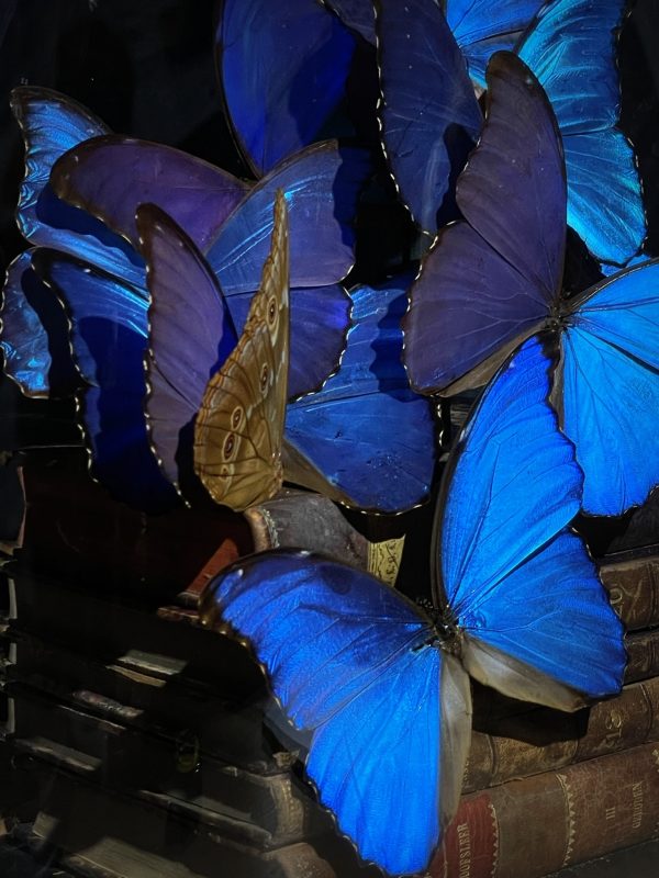 Antieke Stolp met blauwe Morpho's en antieke boeken.