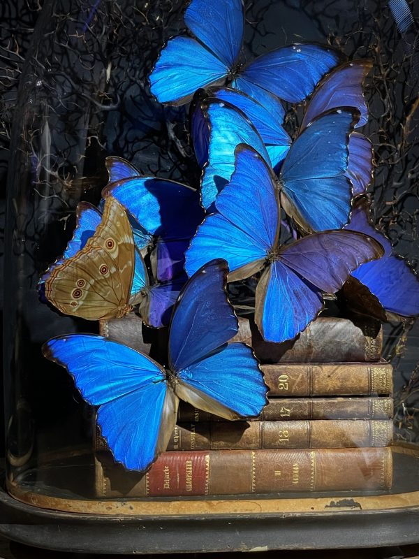 Antieke Stolp met blauwe Morpho's en antieke boeken.