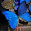 Antieke Stolp met blauwe Morpho's en antieke boeken.