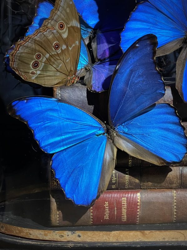 Antieke Stolp met blauwe Morpho's en antieke boeken.