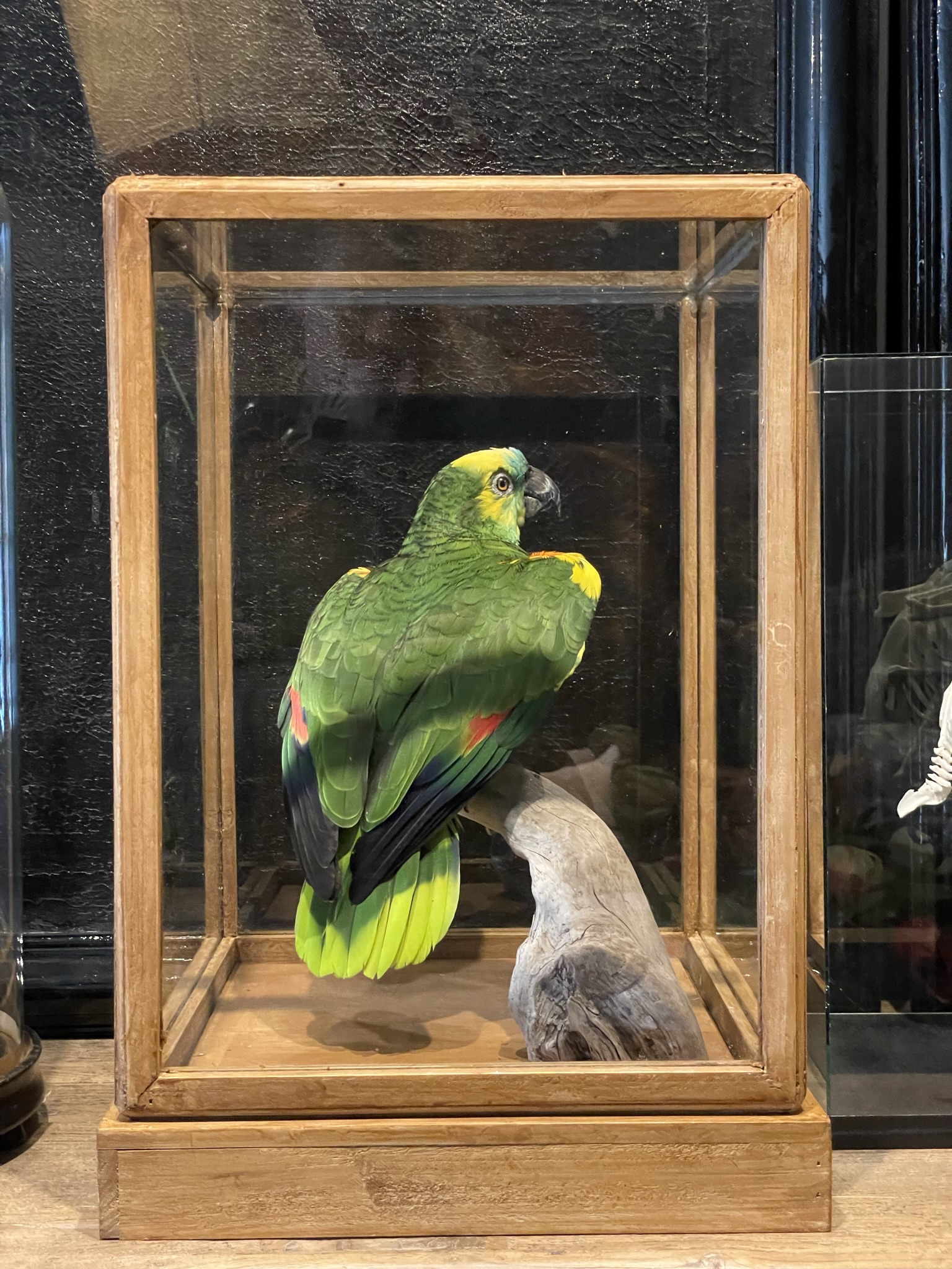 Blueheaded Amazon parrot BEAST Interiors