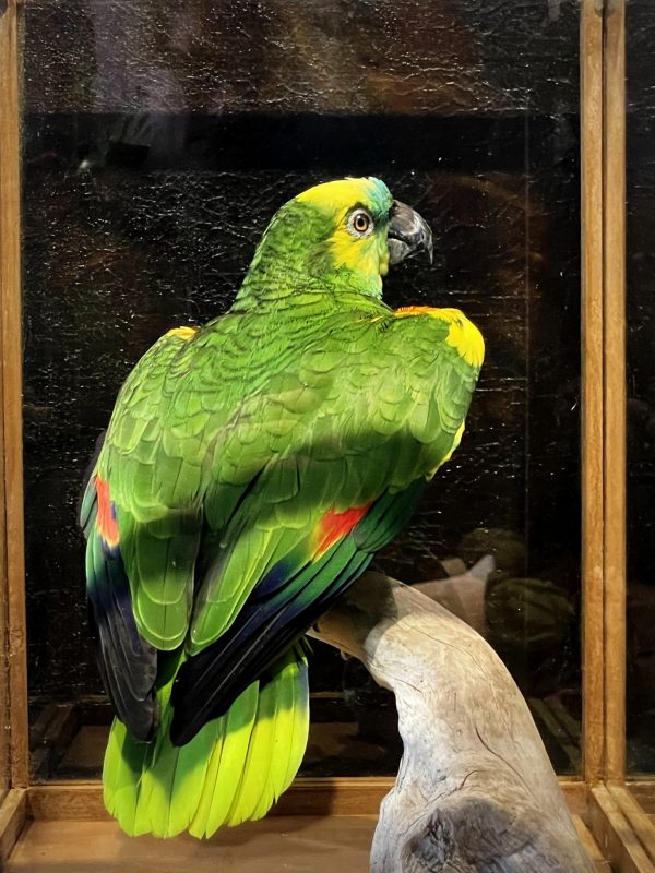 Blueheaded Amazon parrot BEAST Interiors