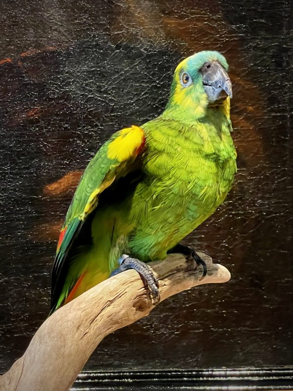 Blueheaded Amazon parrot BEAST Interiors
