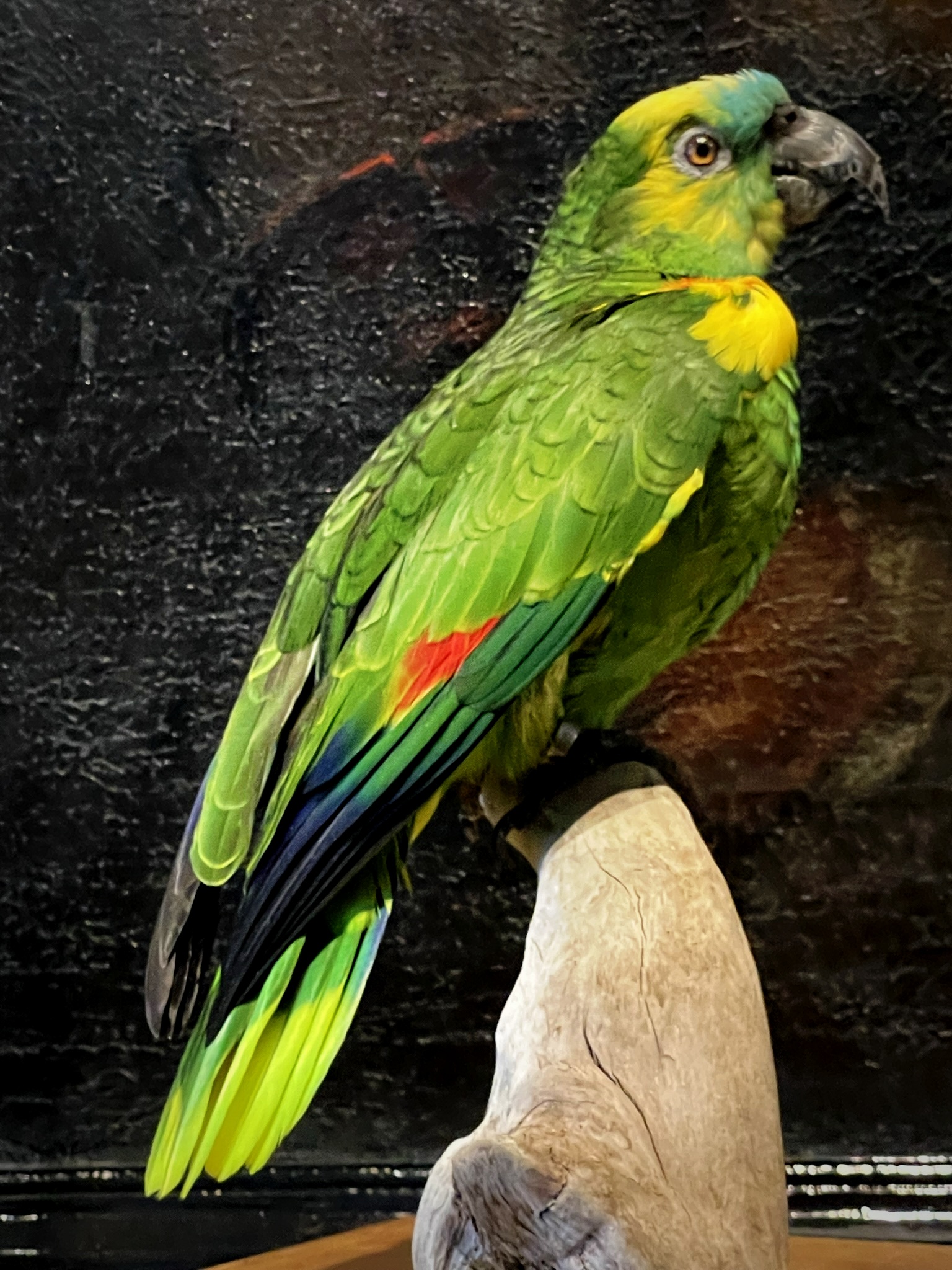 Blueheaded Amazon parrot BEAST Interiors