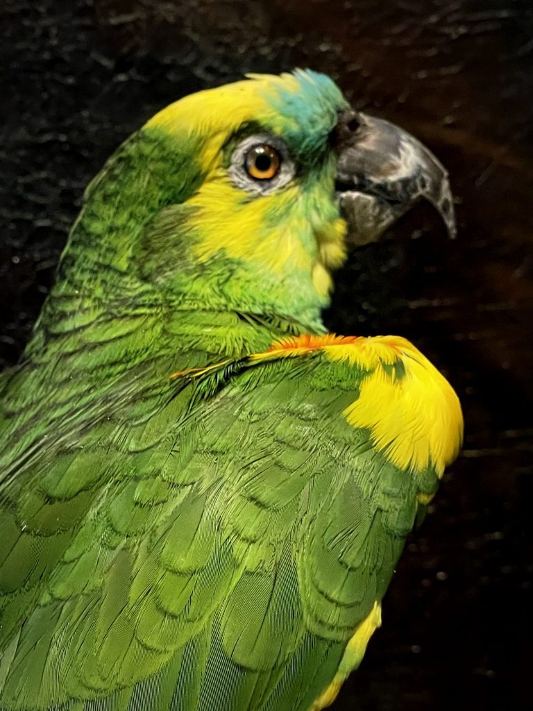 Blueheaded Amazon parrot BEAST Interiors