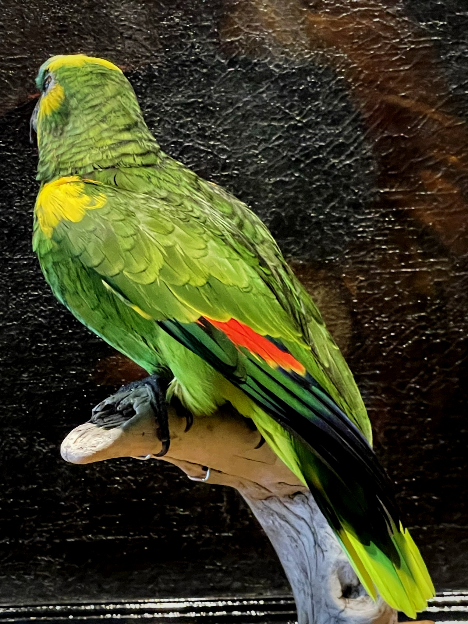 Blueheaded Amazon parrot BEAST Interiors