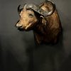 Nieuwe opgezette kop van een Kaapse buffel