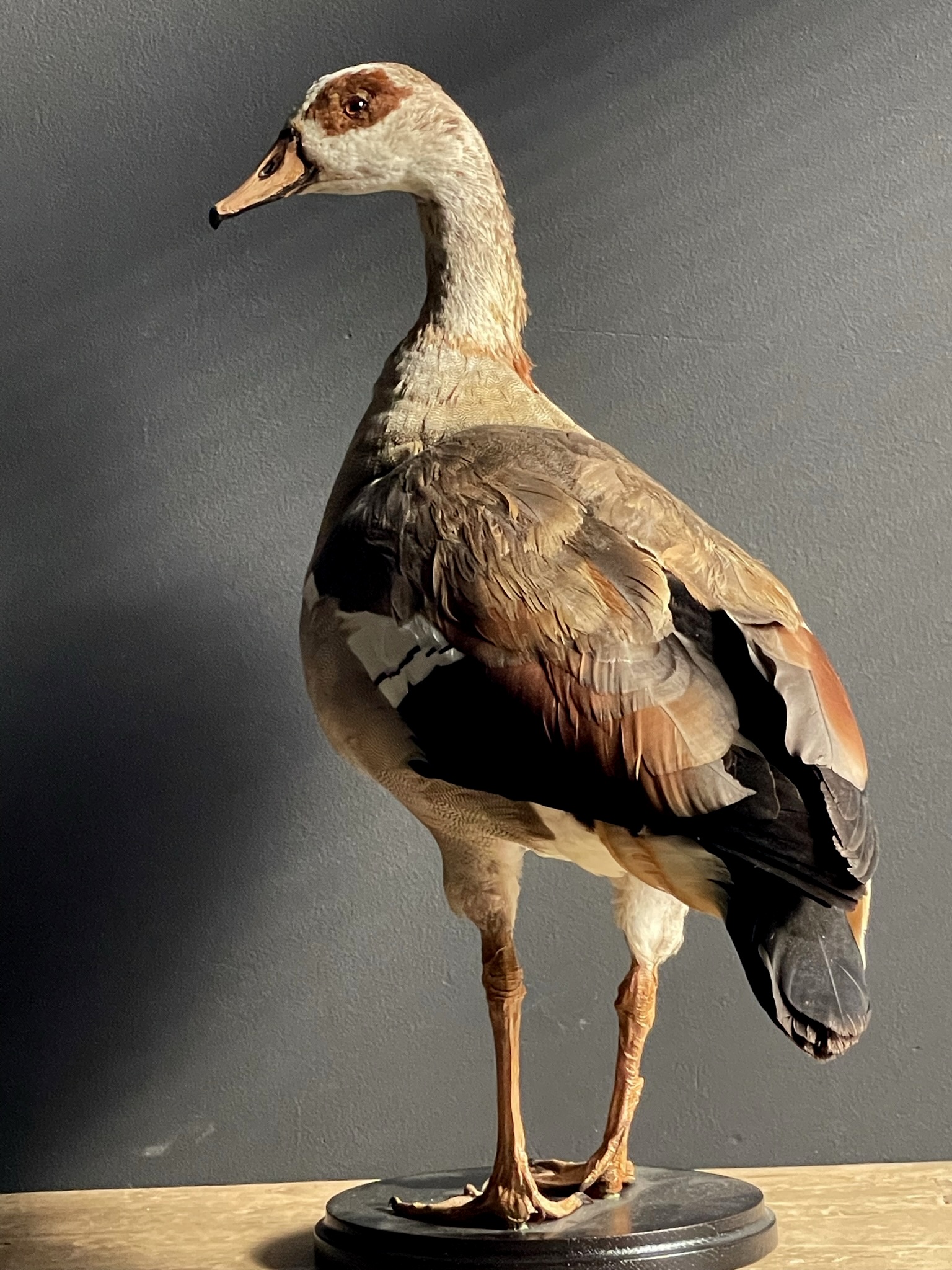 Taxidermy nile goose BEAST Interiors