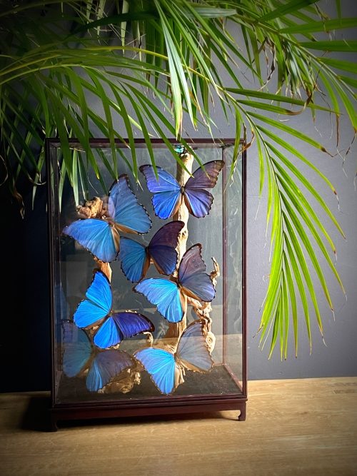 Glazen vitrine met vlinders