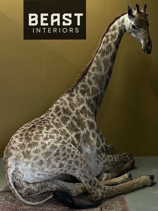 Opgezette Giraffe