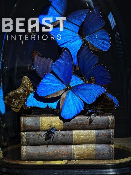 Antieke Stolp met blauwe Morpho's en antieke boeken