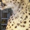 Recent opgezette Cheetah (binnenkort verwacht)