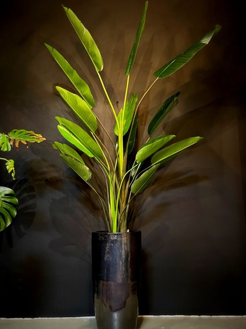 Kunstplant Strelitzia Nicolai