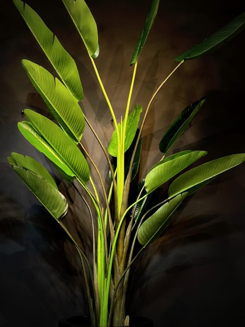 Kunstplant Strelitzia Nicolai