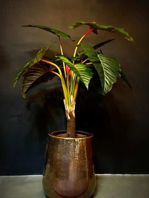 Kunstplant Calocasia tree