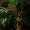 Kunstplant Monstera