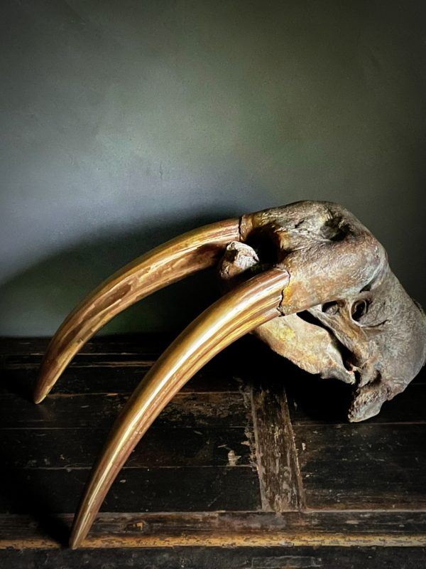Bronzen walrusschedel.