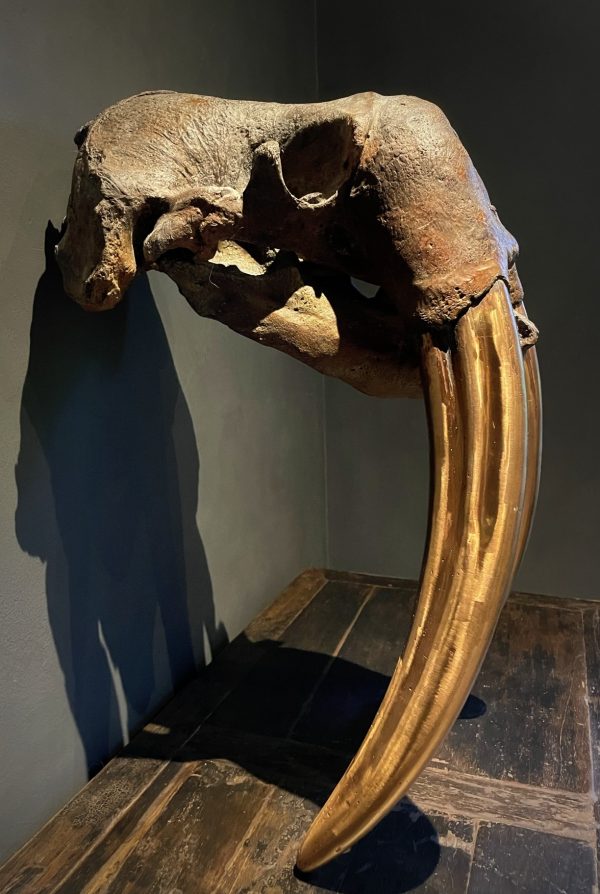Bronzen walrusschedel.