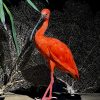 Opgezette rode ibis