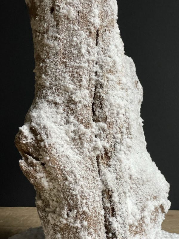 Opgezette sneeuwuil (Nyctea Scandiaca)