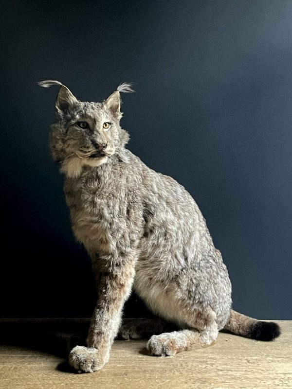 Opgezette Europese Lynx