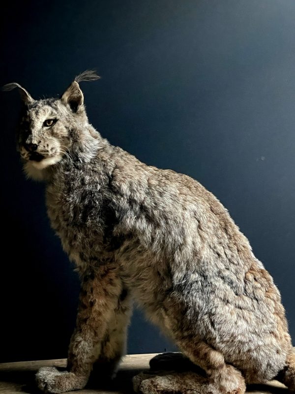 Opgezette Europese Lynx