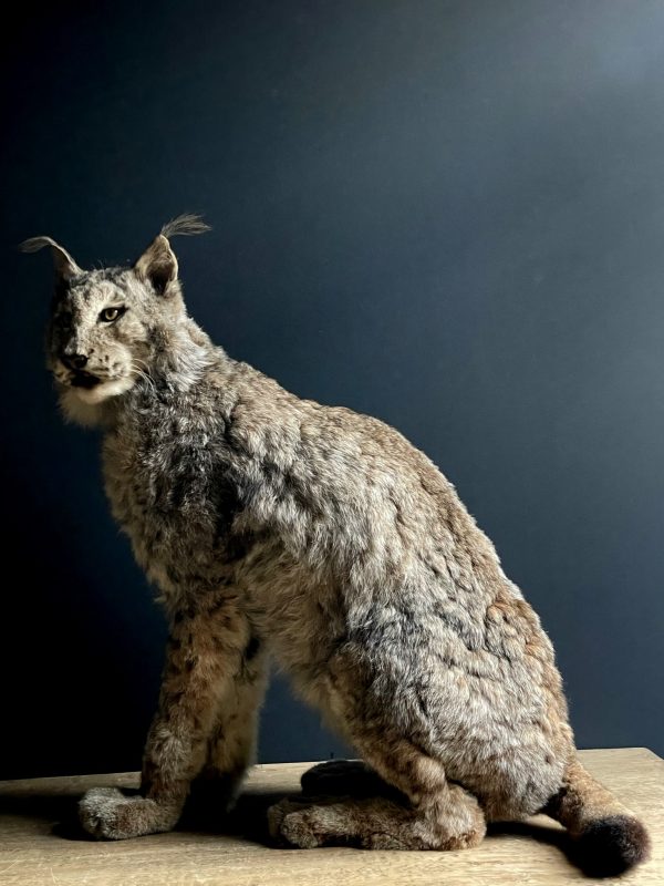 Opgezette Europese Lynx