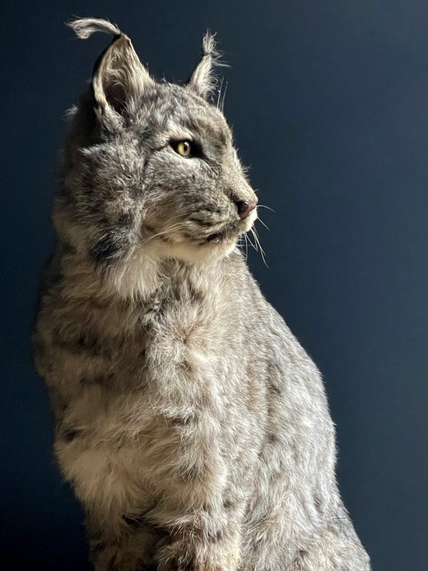 Opgezette Europese Lynx