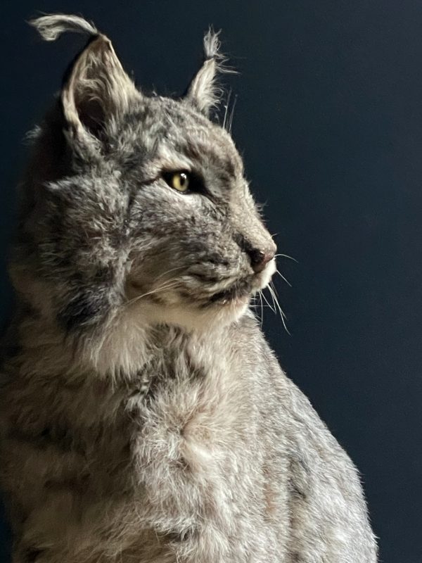 Opgezette Europese Lynx