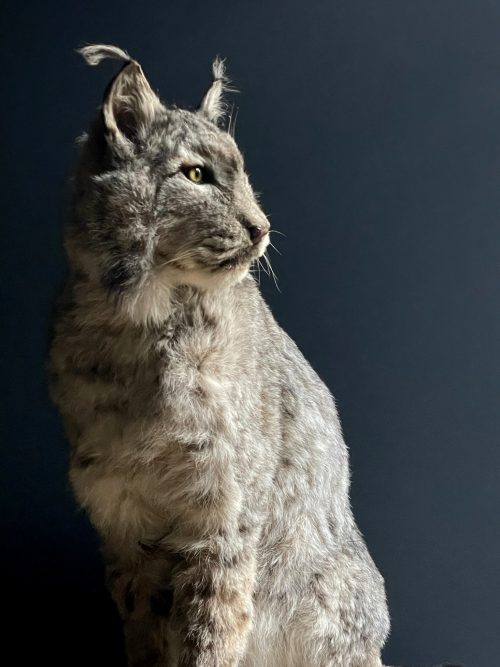 Opgezette Europese Lynx