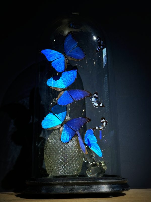 Antieke Stolp met blauwe Morpho's en Antieke Karaf