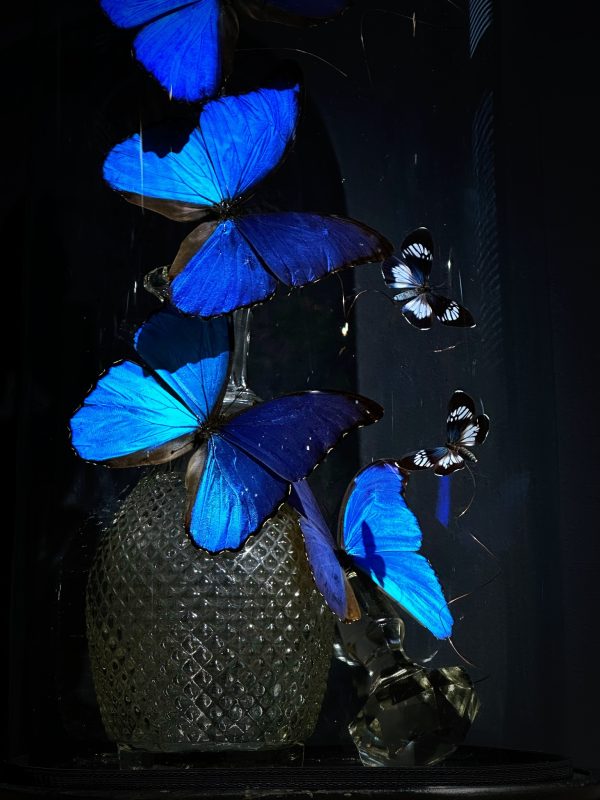 Antieke Stolp met blauwe Morpho's en Antieke Karaf