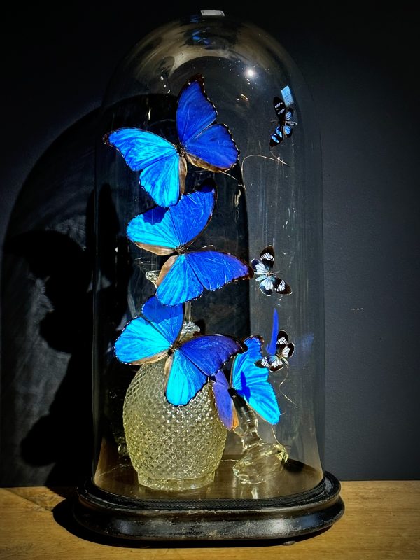 Antieke Stolp met blauwe Morpho's en Antieke Karaf