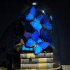 Antieke Stolp met blauwe Morpho's en antieke boeken