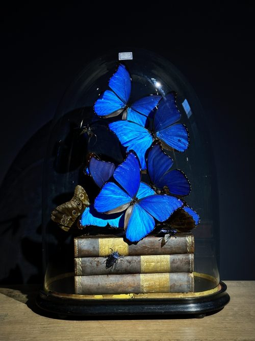 Antieke Stolp met blauwe Morpho's en antieke boeken