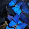 Antieke Stolp met blauwe Morpho's en antieke boeken