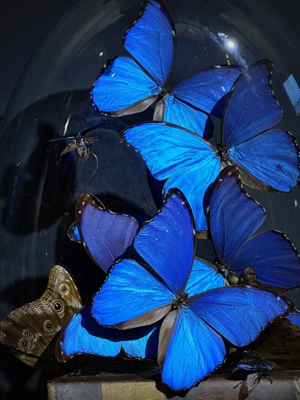 Antieke Stolp met blauwe Morpho's en antieke boeken