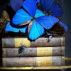 Antieke Stolp met blauwe Morpho's en antieke boeken