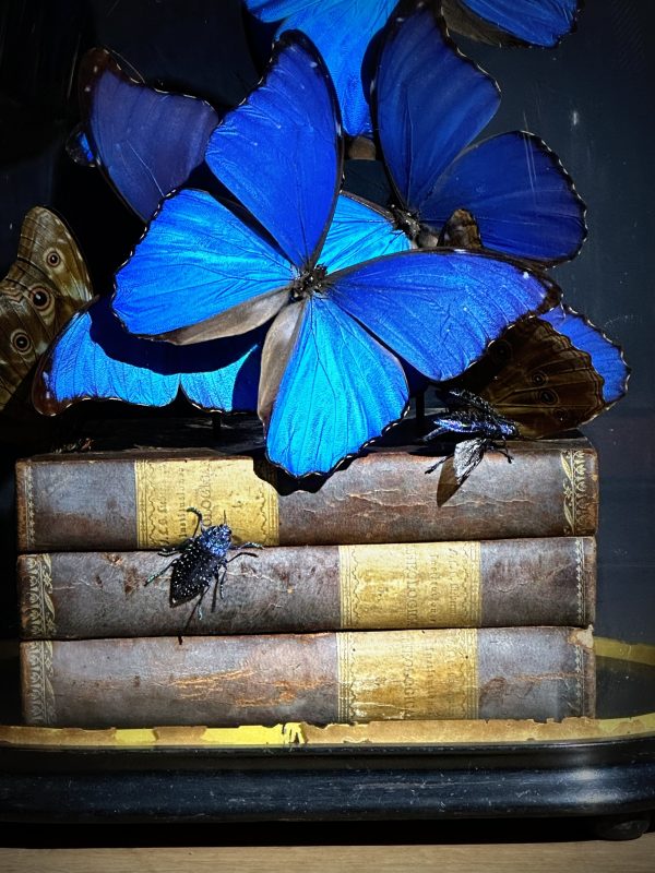 Antieke Stolp met blauwe Morpho's en antieke boeken