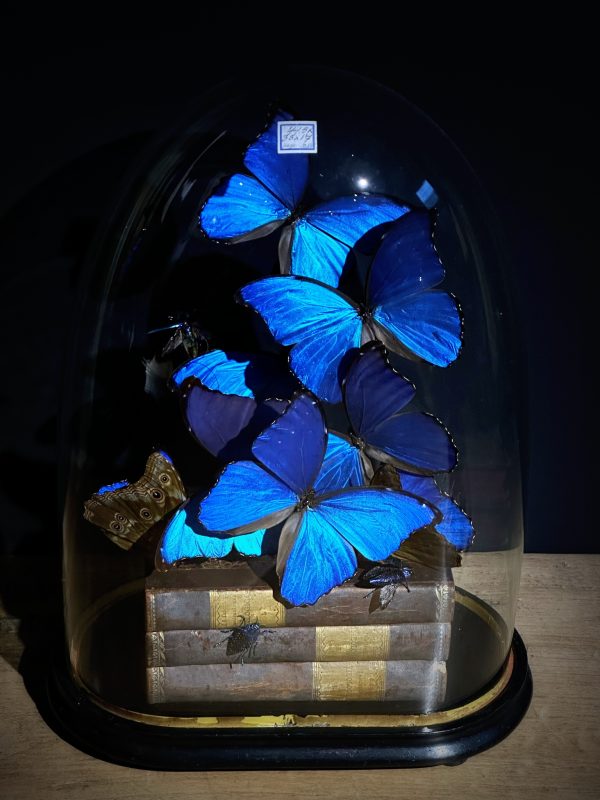 Antieke Stolp met blauwe Morpho's en antieke boeken