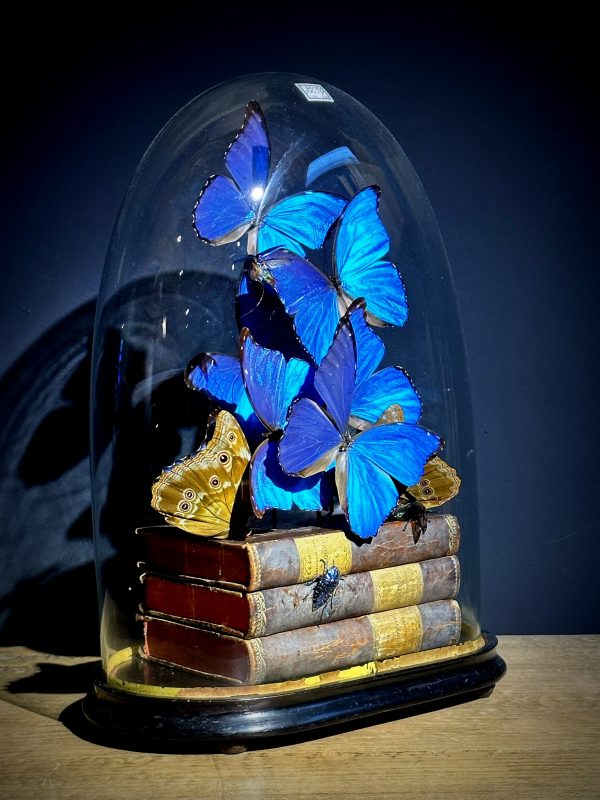 Antieke Stolp met blauwe Morpho's en antieke boeken