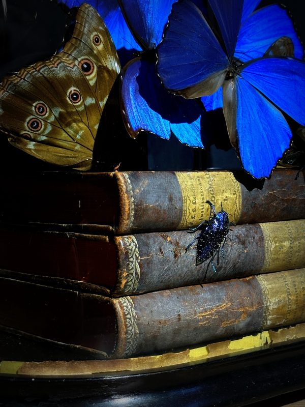 Antieke Stolp met blauwe Morpho's en antieke boeken