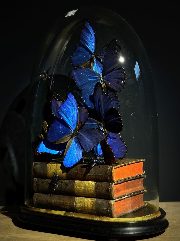 Antieke Stolp met blauwe Morpho's en antieke boeken